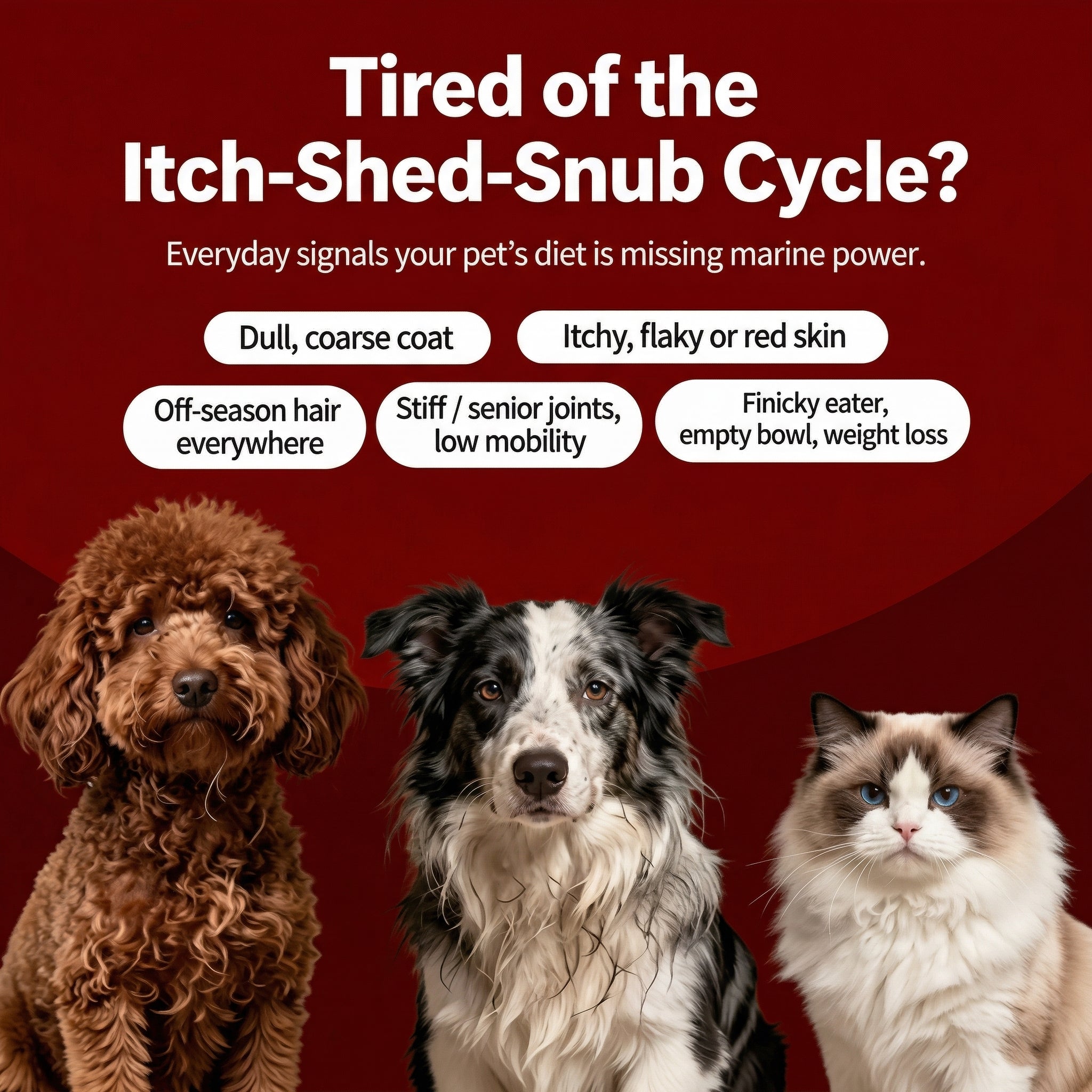 Pet Salmon Oil (Omega-3) – Skin, Coat & Joint Support