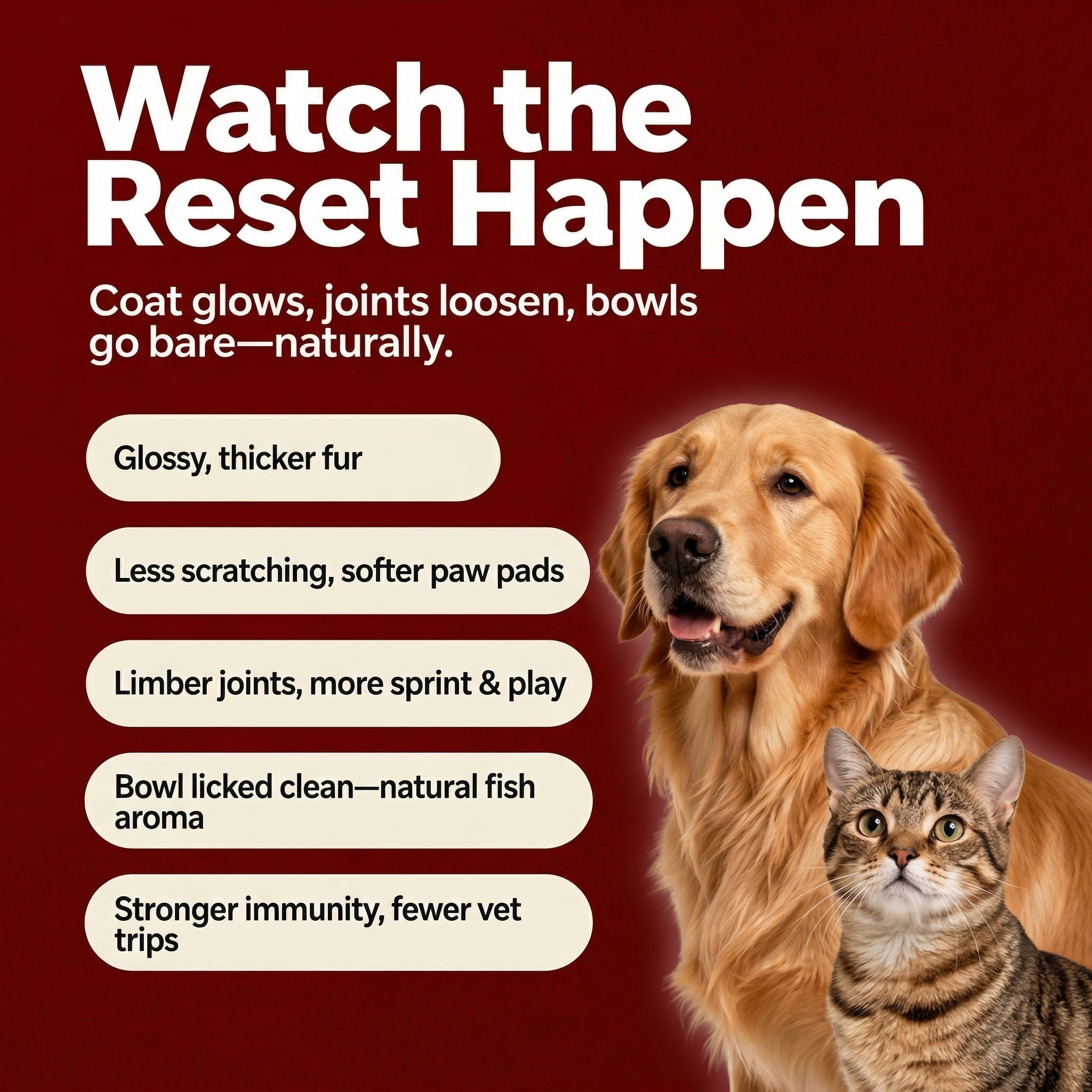 Pet Salmon Oil (Omega-3) – Skin, Coat & Joint Support